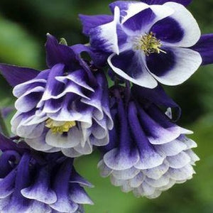 AQUILEGIA vulgaris ‘Dark Blue & White’
