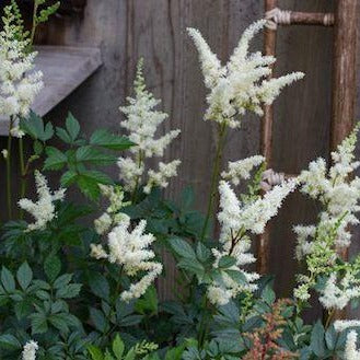 ASTILBE arendsii ‘Diamant’