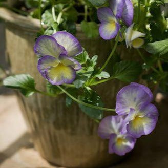 VIOLA cornuta ‘Etain’