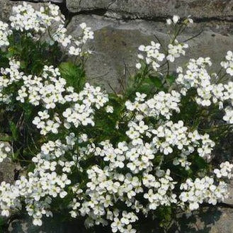 ARABIS caucasica ‘Snow Cap’