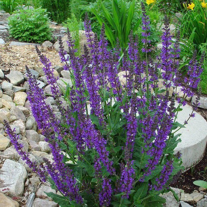 SALVIA sylvestris ‘May Night’