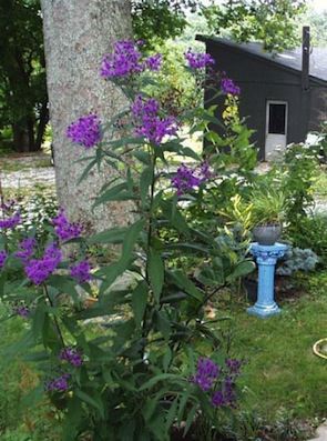 VERNONIA noveboracensis