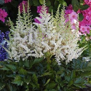 ASTILBE chinensis ‘Vision In White’