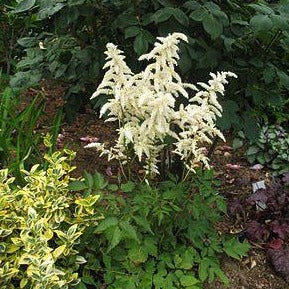 ASTILBE japonica ‘Deutschland’