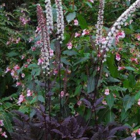 CIMIFUGA ramosa ‘Pink spike’