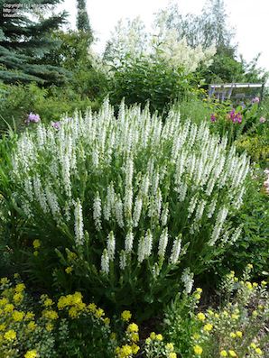 SALVIA nemorosa ‘Snow Hill’