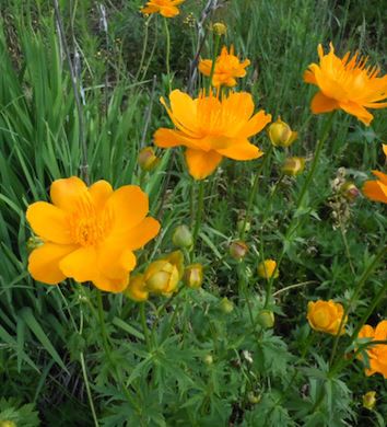 TROLLIUS europaeus ‘Golden Globe’