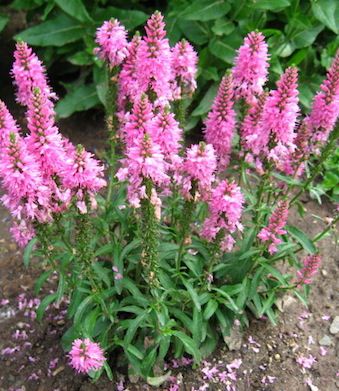 VERONICA spicata ‘Giles Van Hees’