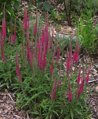 VERONICA spicata ‘Red Fox’