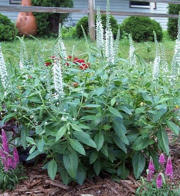 VERONICA spicata ‘Icicle’