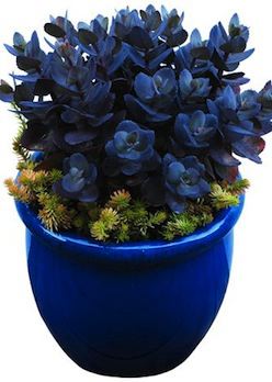 SEDUM ‘Sunsparkler Blue Pearl’