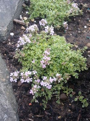 THYMUS praecox ‘Highland Cream’