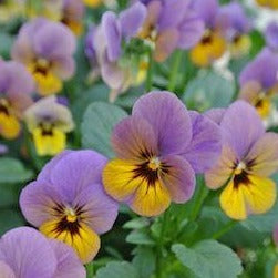 VIOLA cornuta ‘Celestial Twilight’