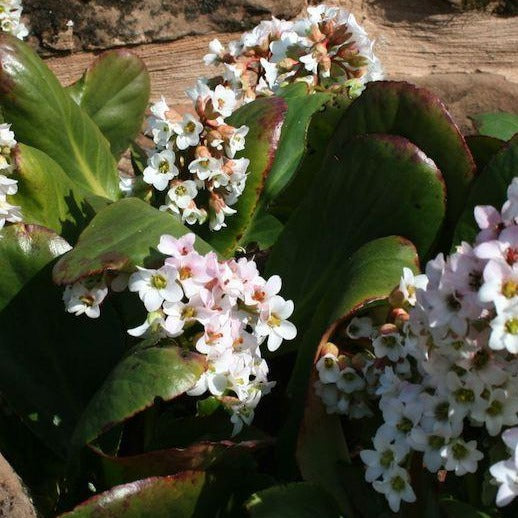 BERGENIA ‘Bressingham White’