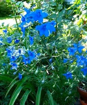 DELPHINIUM grandiflorum ‘Blue Butterfly’