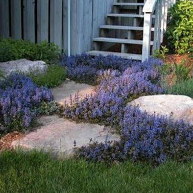 AJUGA reptans ‘Chocolate Chips’