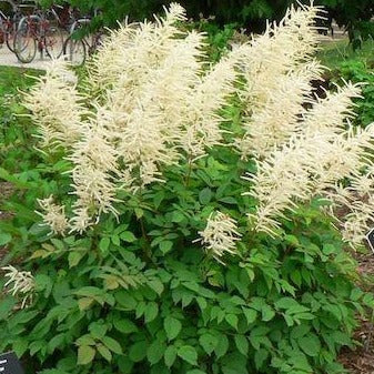 ARUNCUS dioicus ‘Sylvester’