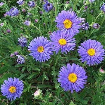 ASTER alpinus ‘Goliath’