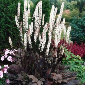 ACTAEA ou CIMIFUGA ramosa ‘Atropurpurea’