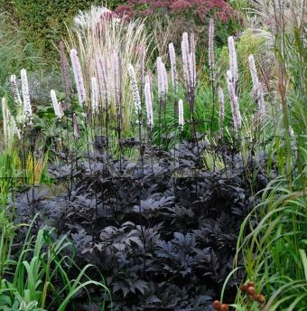 ACTAEA ou CIMIFUGA ramosa ‘Brunette’