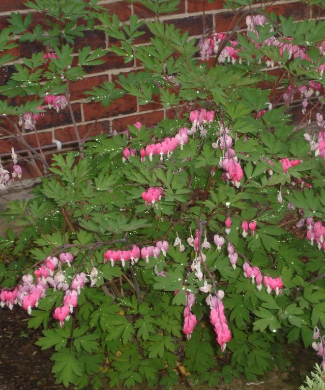 DICENTRA spectabilis