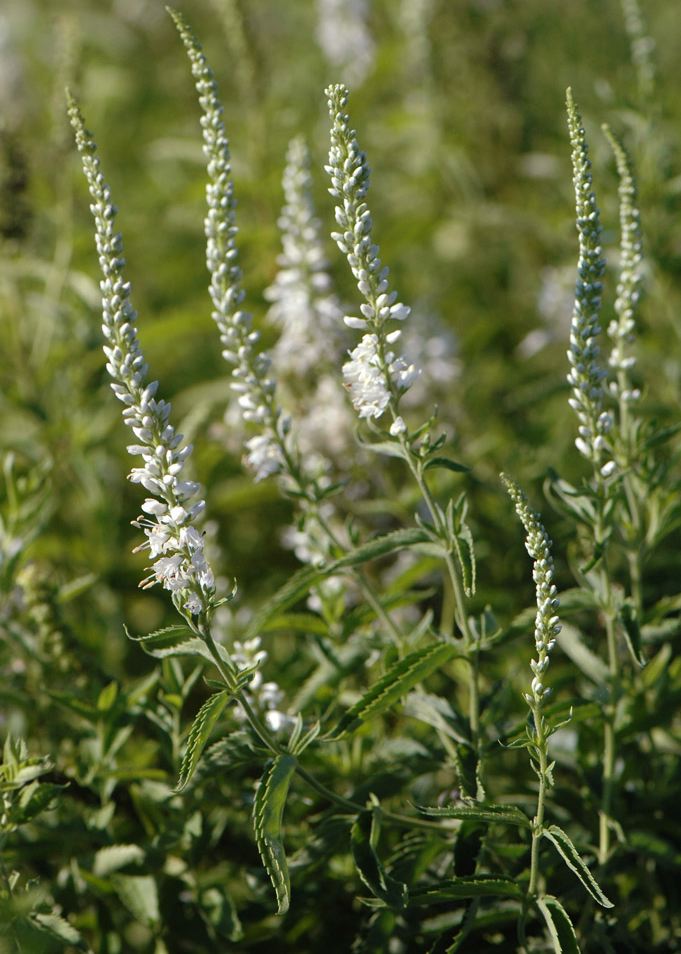 VERONICA longifolia ‘Alba’