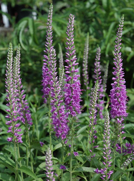 VERONICA longifolia ‘Eveline’