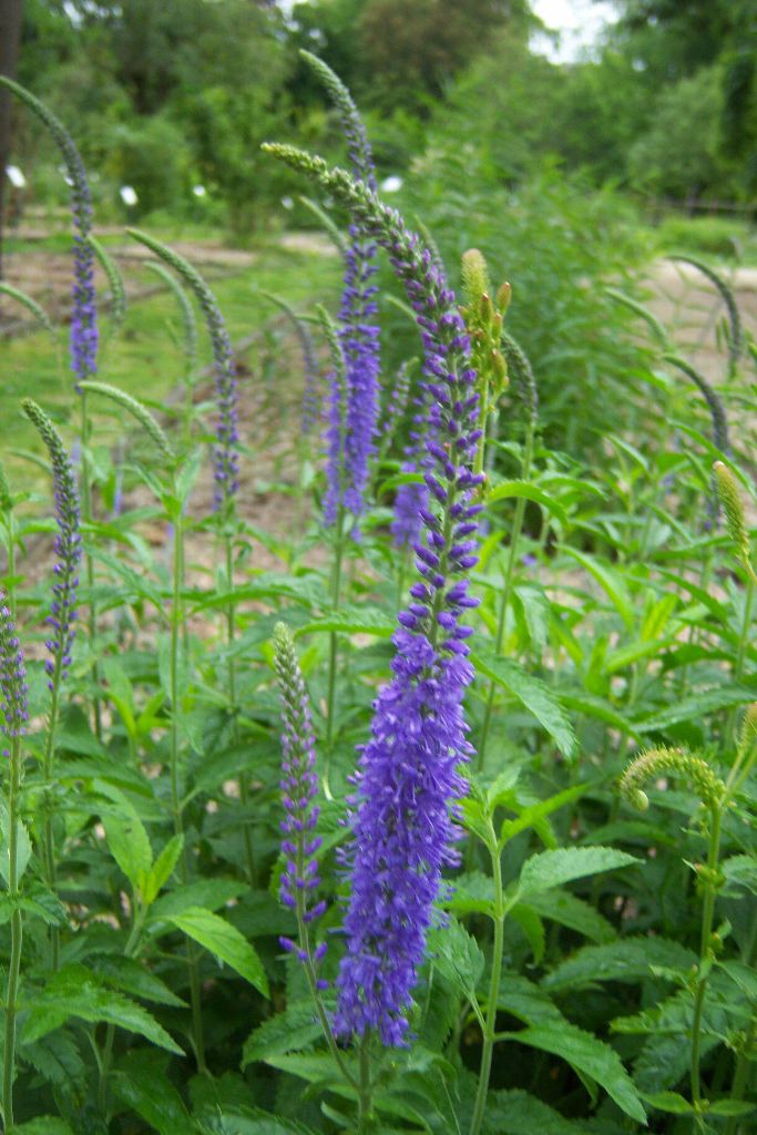 VERONICA longifolia ‘Bleu’