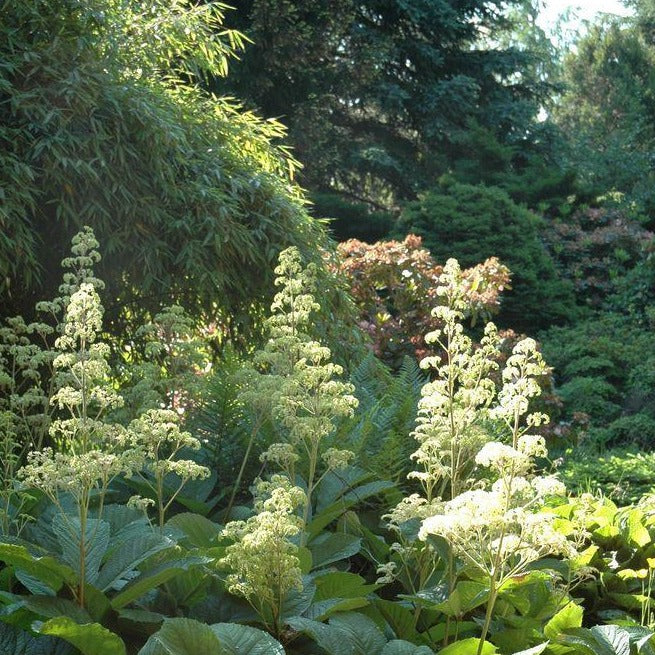 RODGERSIA pinnata