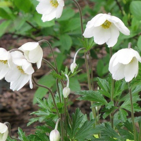 ANEMONE canadensis (sylvestris)