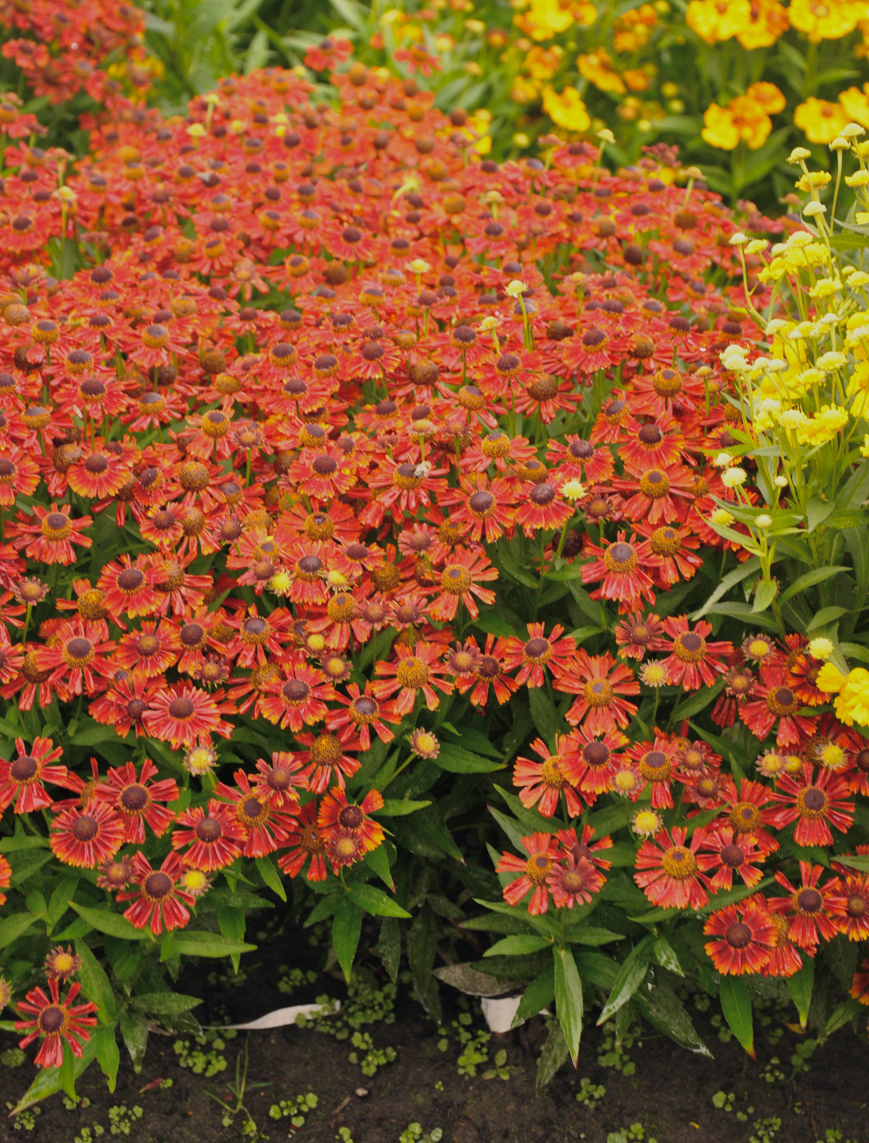 HELENIUM autumnale ‘Mariachi Salsa’ – Les Arbres de la Vallée