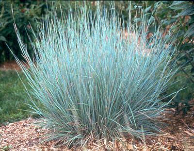 SCHIZACHYRIUM scoparium ‘Prairie Blues’