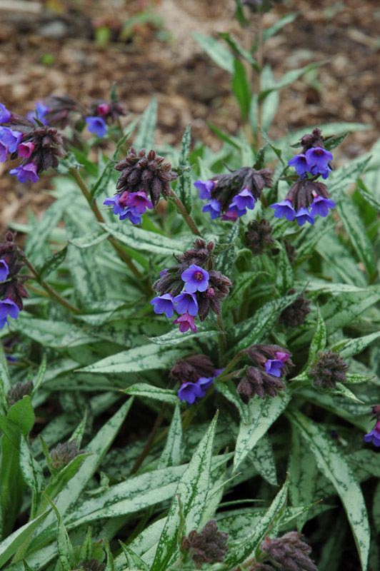 PULMONARIA longifolia ‘Cevennensis’