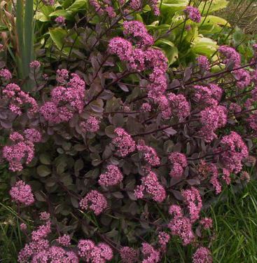 SEDUM ‘Vera Jameson’