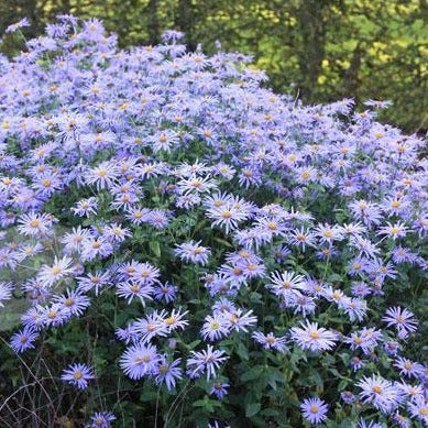 ASTER x frikartii ‘Monch’