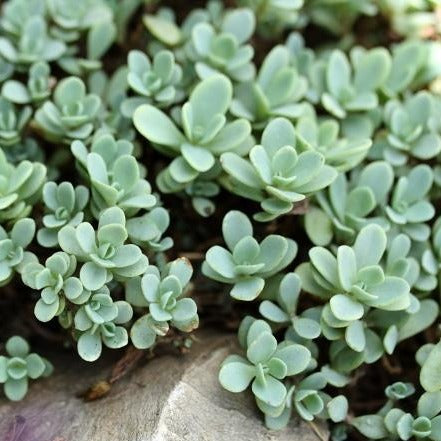 SEDUM ewersii