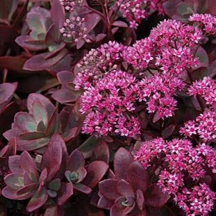 SEDUM ‘Firecracker’