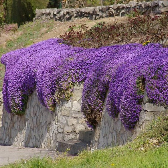 AUBRIETA ‘Cascade bleu’