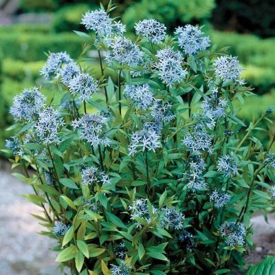 AMSONIA tabermontana