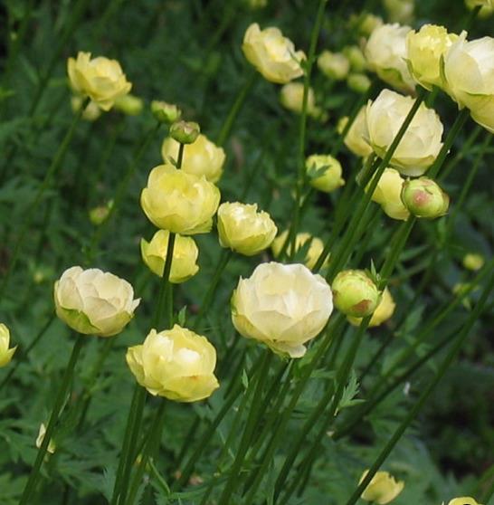 TROLLIUS ‘Alabaster’