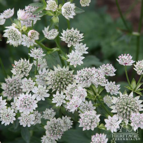 ASTRANTIA major ‘Star of Billion’