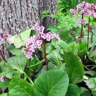 BERGENIA cordifolia (Plante de savetier)