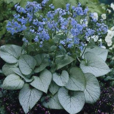 BRUNNERA macrophylla ‘Looking Glass’