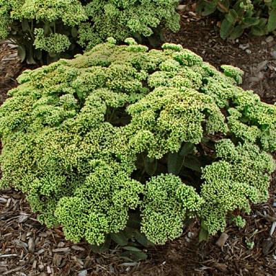 SEDUM ‘Lemon Jade’