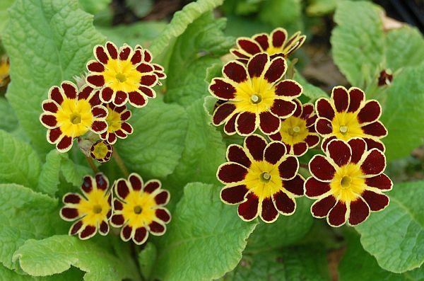 PRIMULA eliator Gold Lace ‘Red’