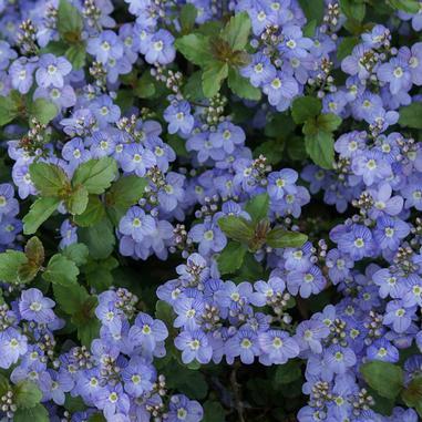 VERONICA ‘Waterperry blue’