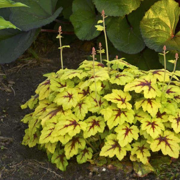 HEUCHERELLA ‘Catching Fire’