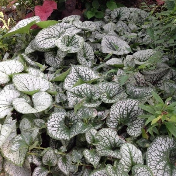 BRUNNERA macrophylla ‘Sea Heart’