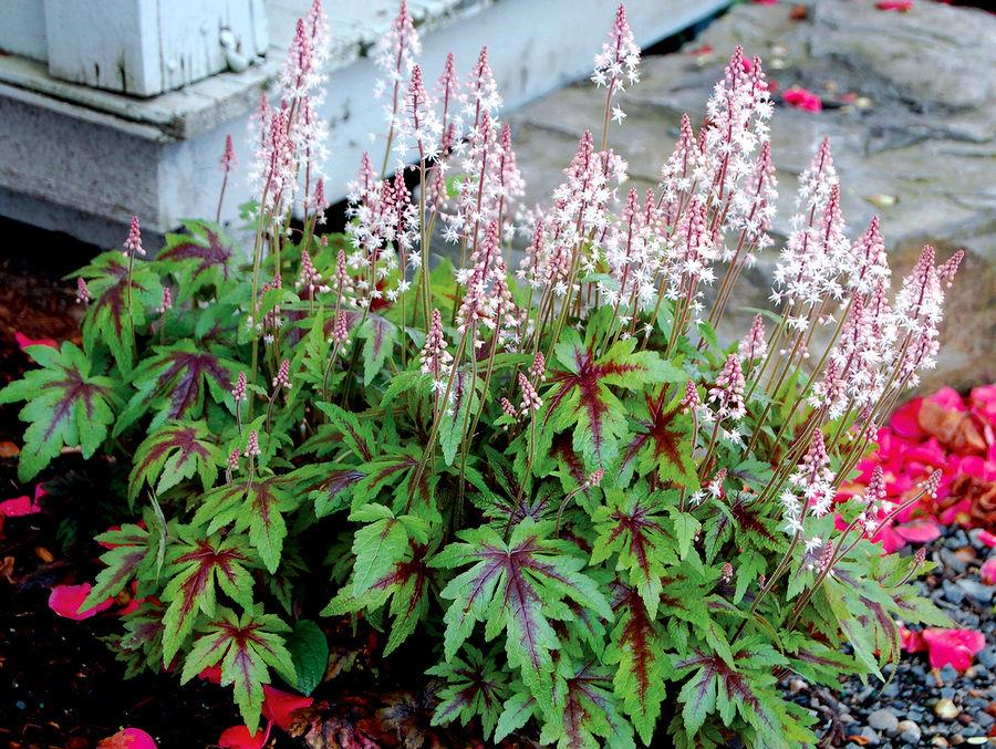 TIARELLA ‘Sugar and spice’