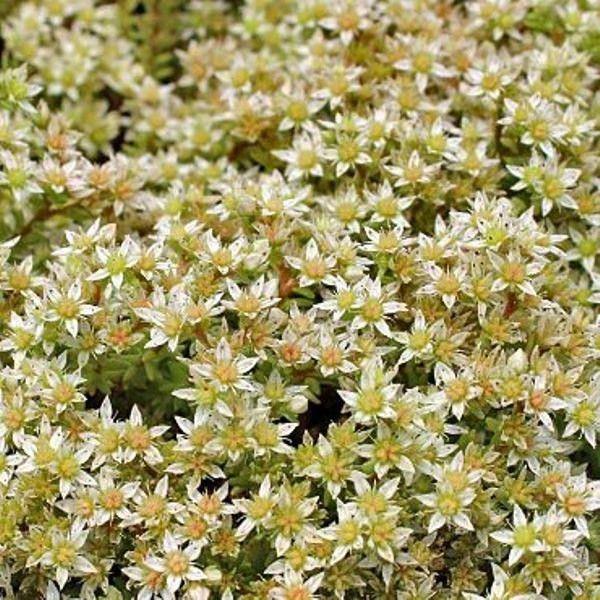 SEDUM acre ‘Oktoberfeist’